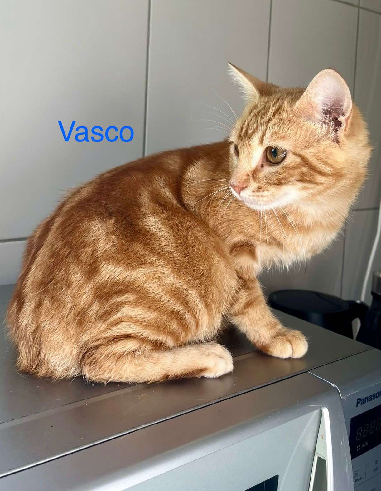 Vasco photo