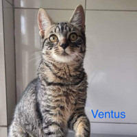 Ventus photo