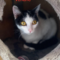 Velane photo