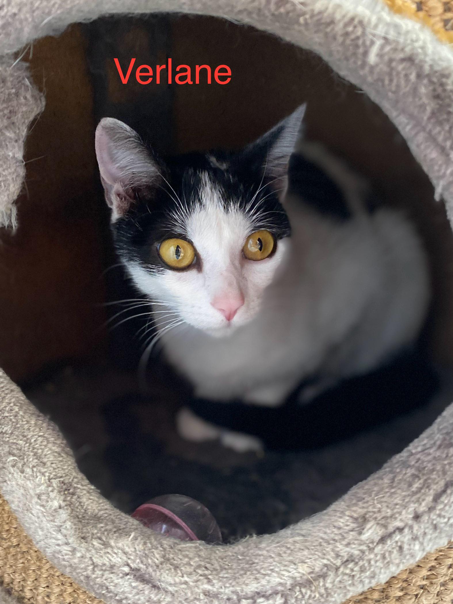 Velane photo