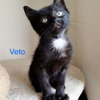 Véto photo