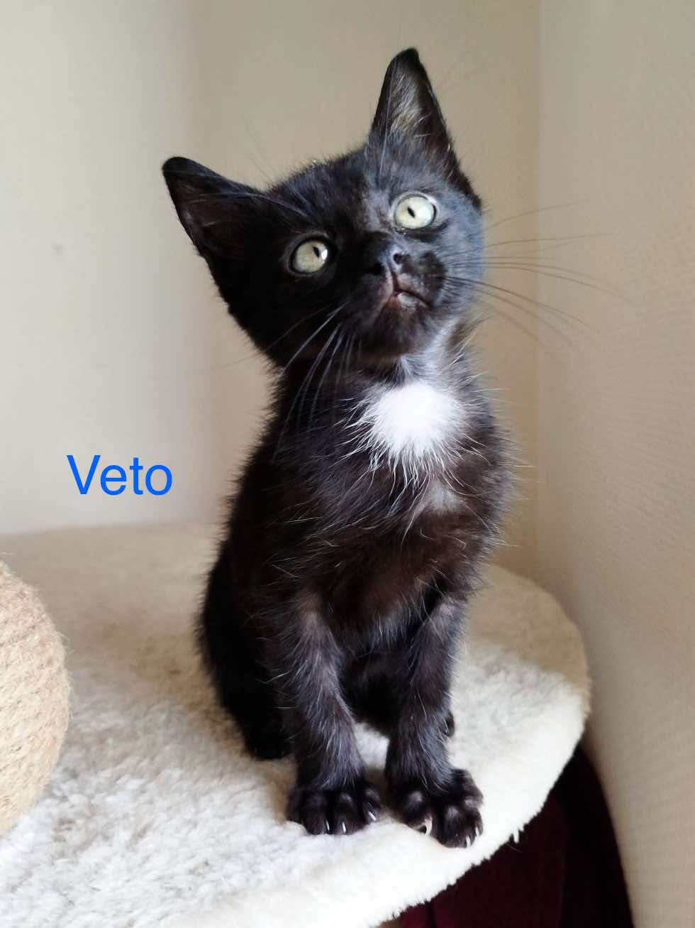 Véto photo