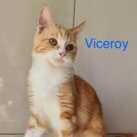 Viceroy photo