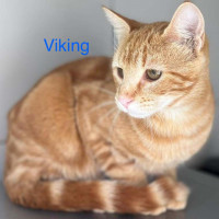 Viking photo