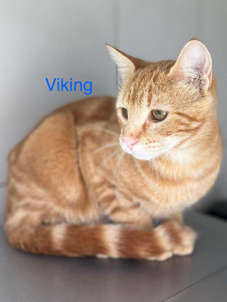 Viking photo