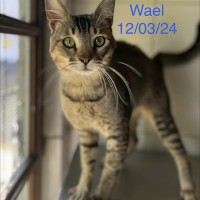 Wael photo