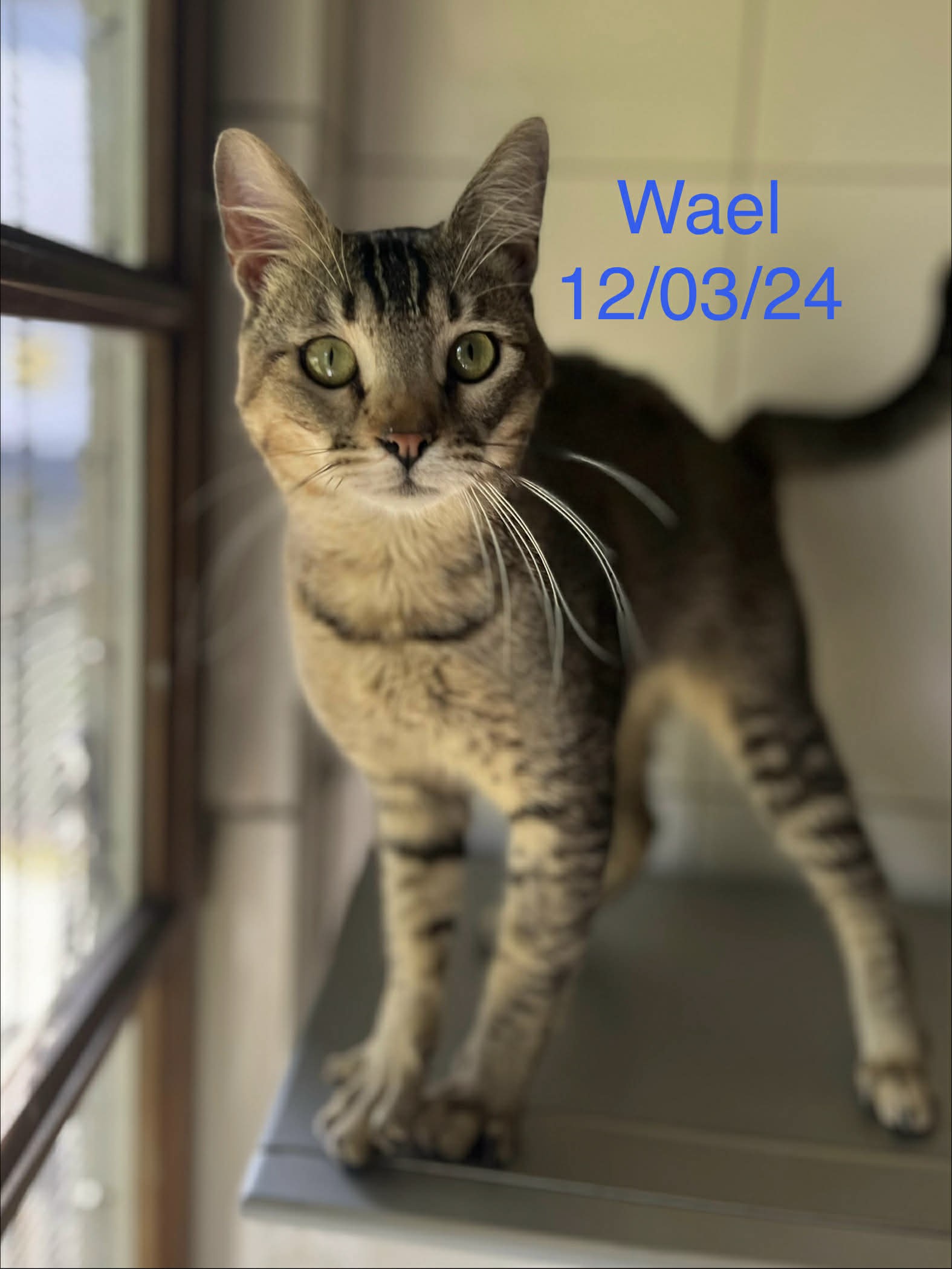 Wael photo