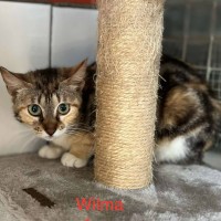 Wilma photo