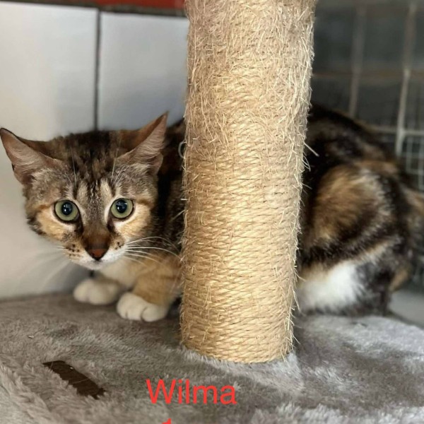 Wilma photo