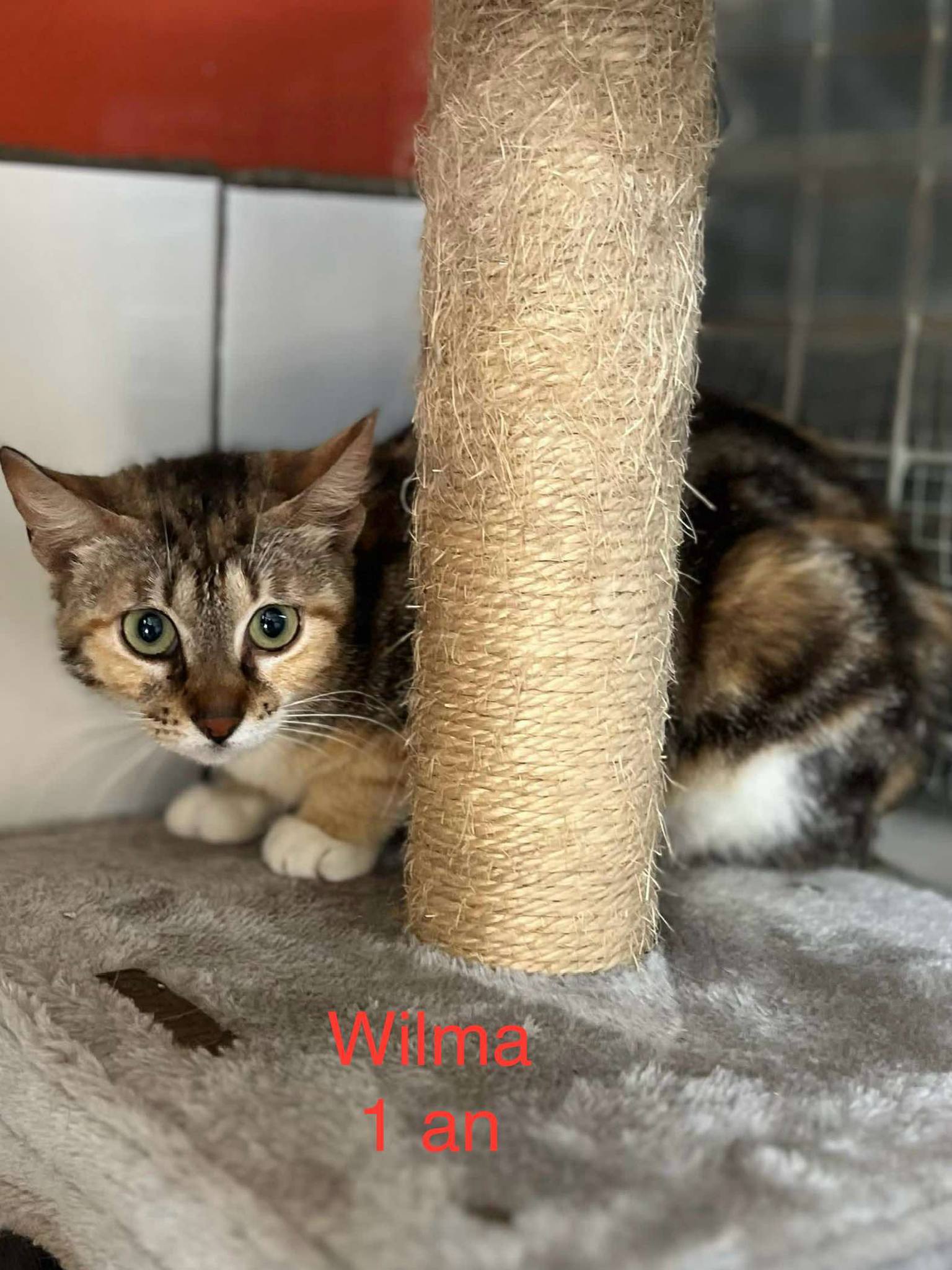 Wilma photo