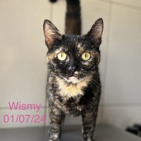 Wismy photo