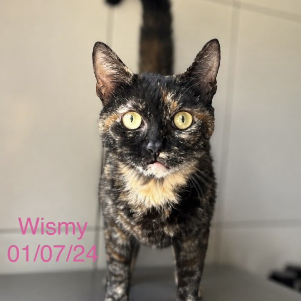 Wismy photo