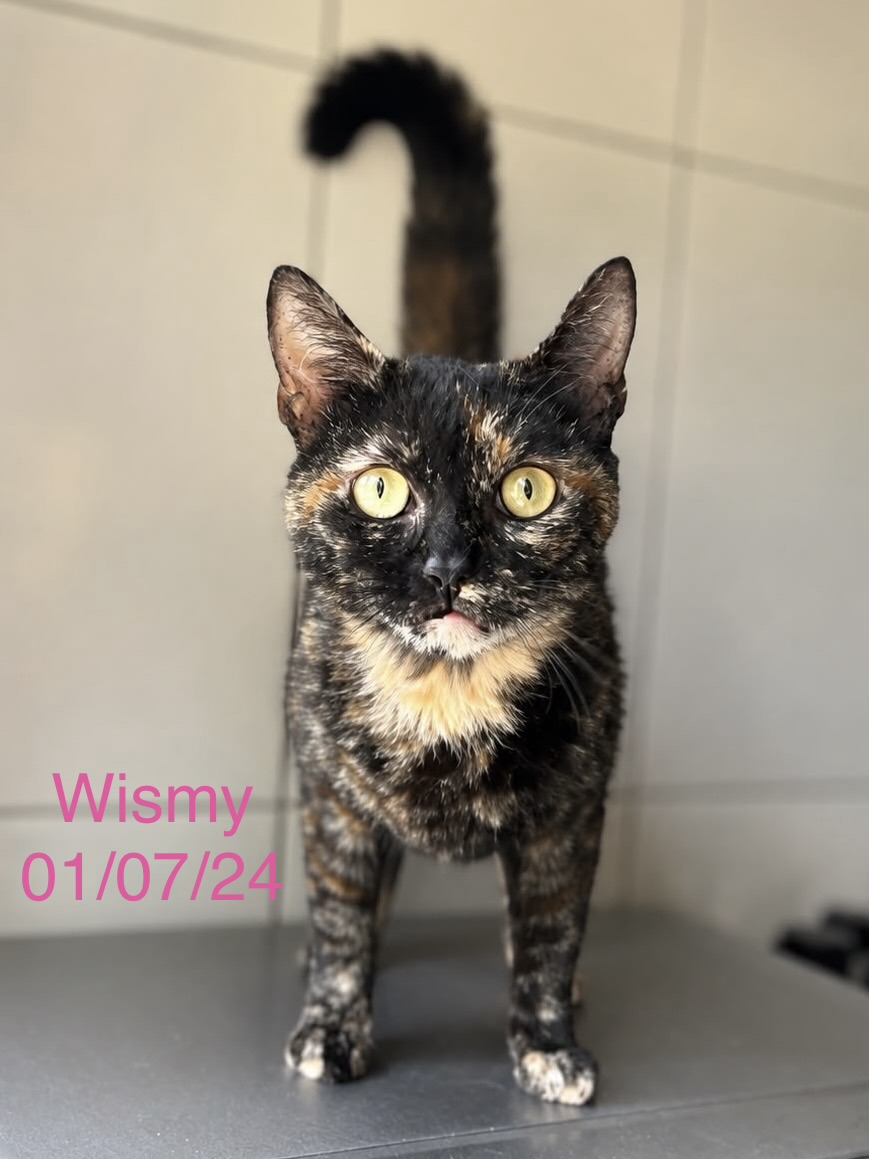 Wismy photo