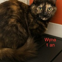 Wyna photo