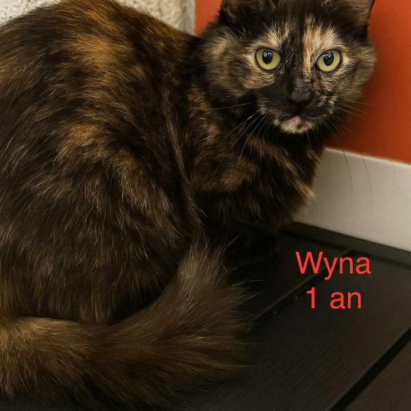 Wyna photo