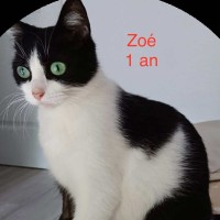 Zoé photo