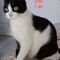 Zoé photo