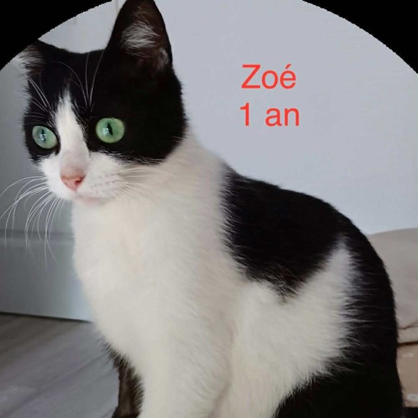 Zoé photo