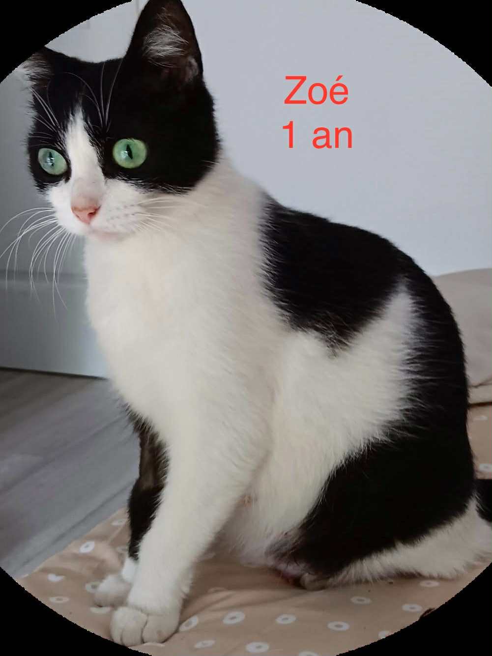Zoé photo