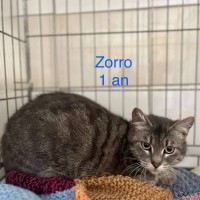 Zorro photo