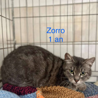 Zorro photo
