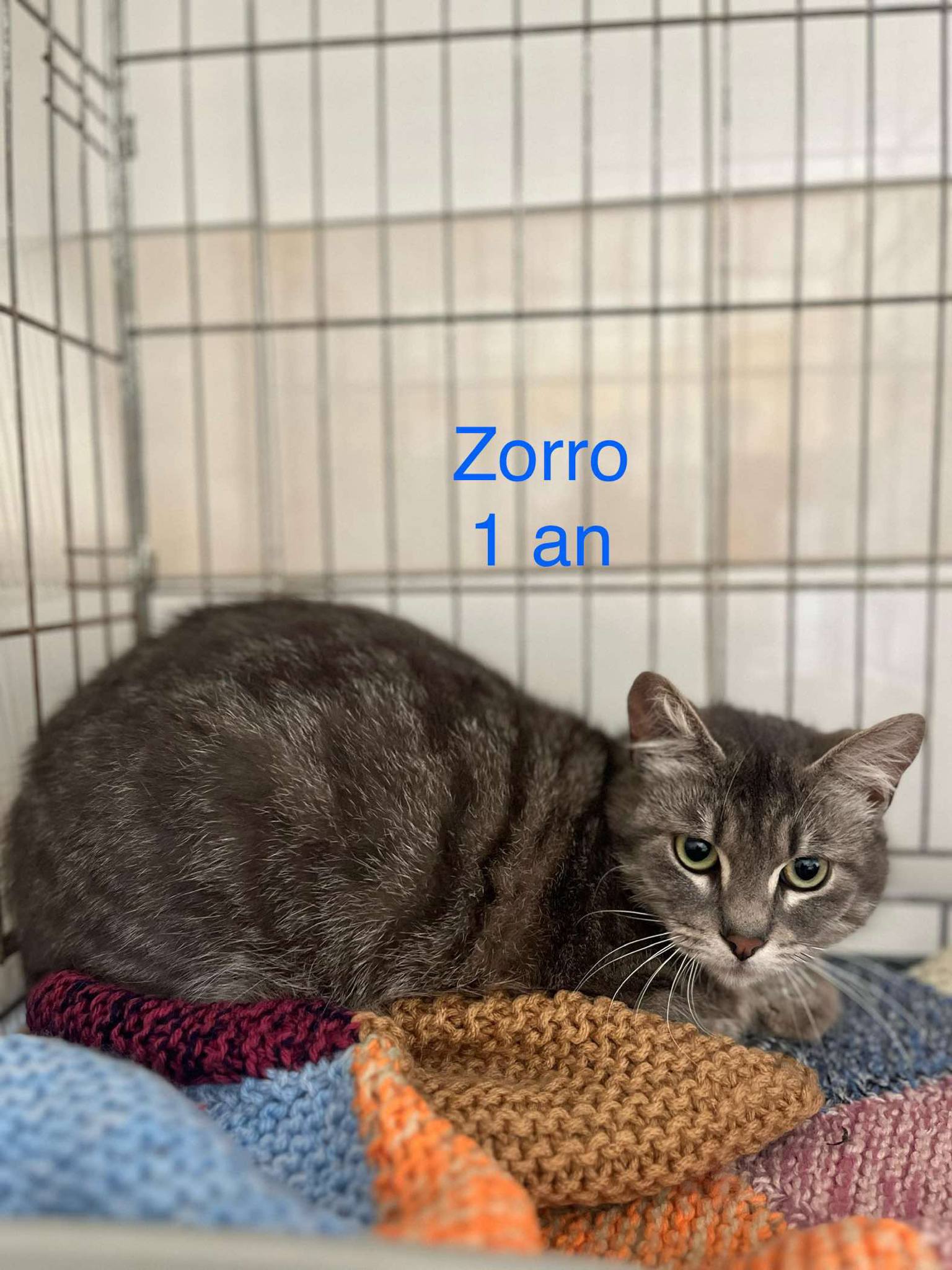 Zorro photo