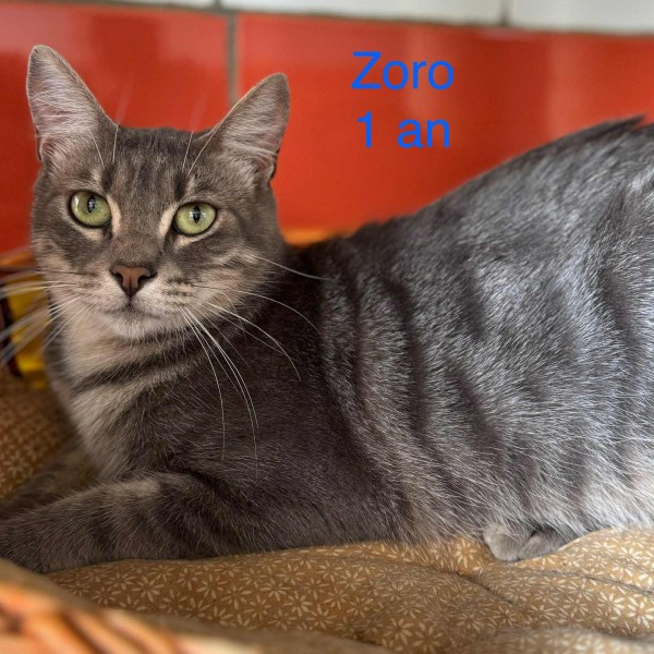 Zorro photo