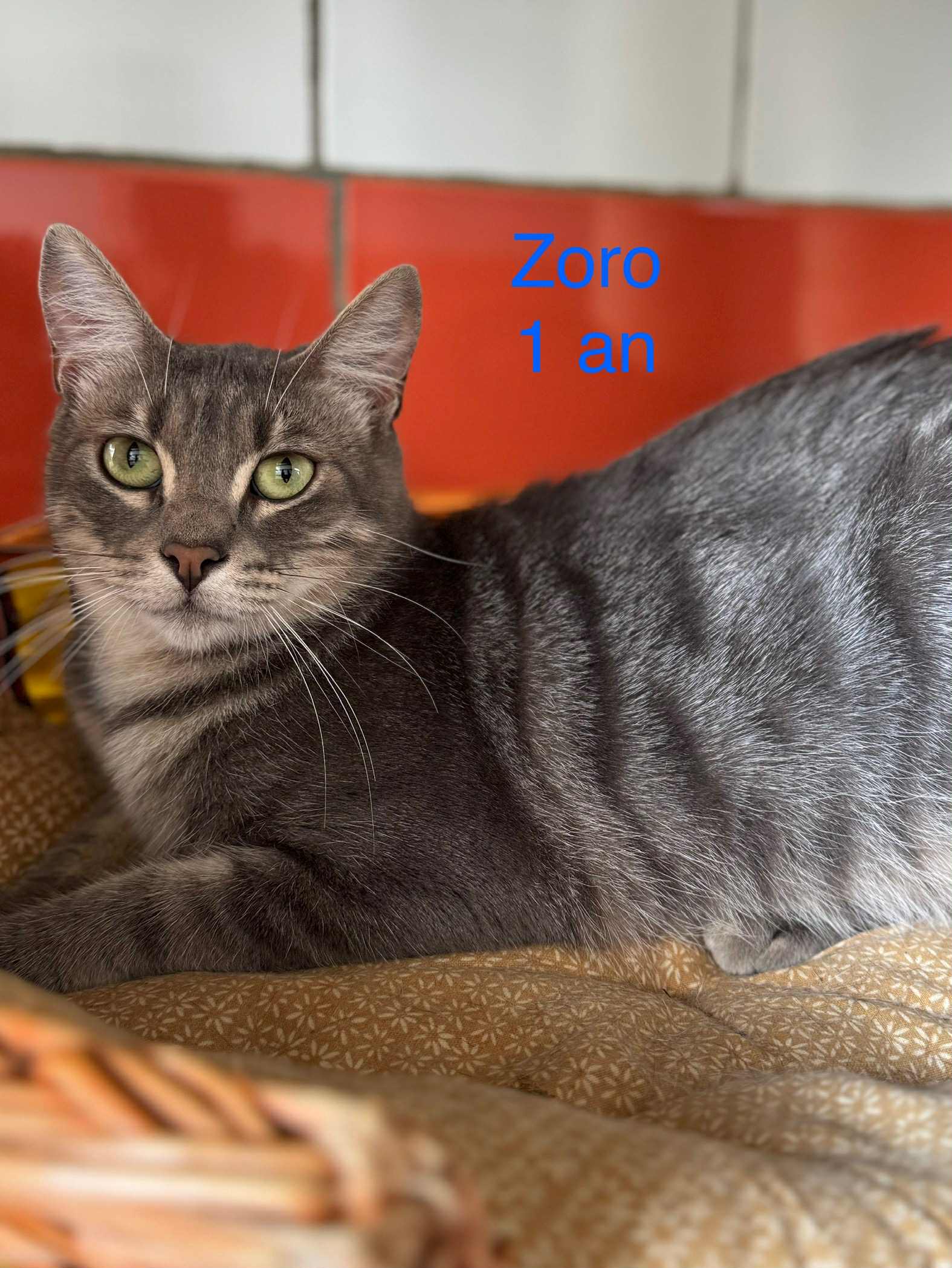 Zorro photo