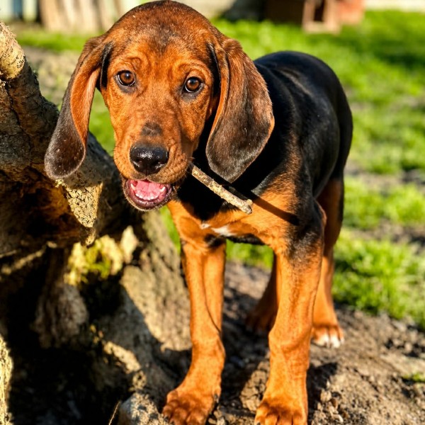 Albus photo