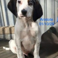 Aristote photo