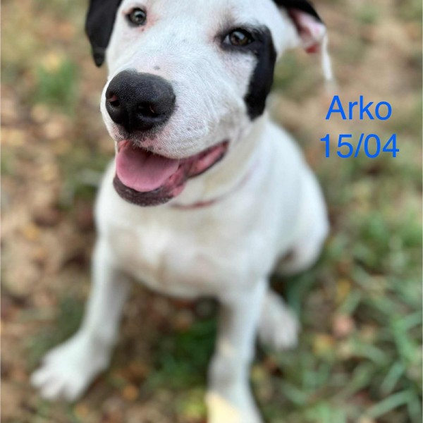 Arko photo
