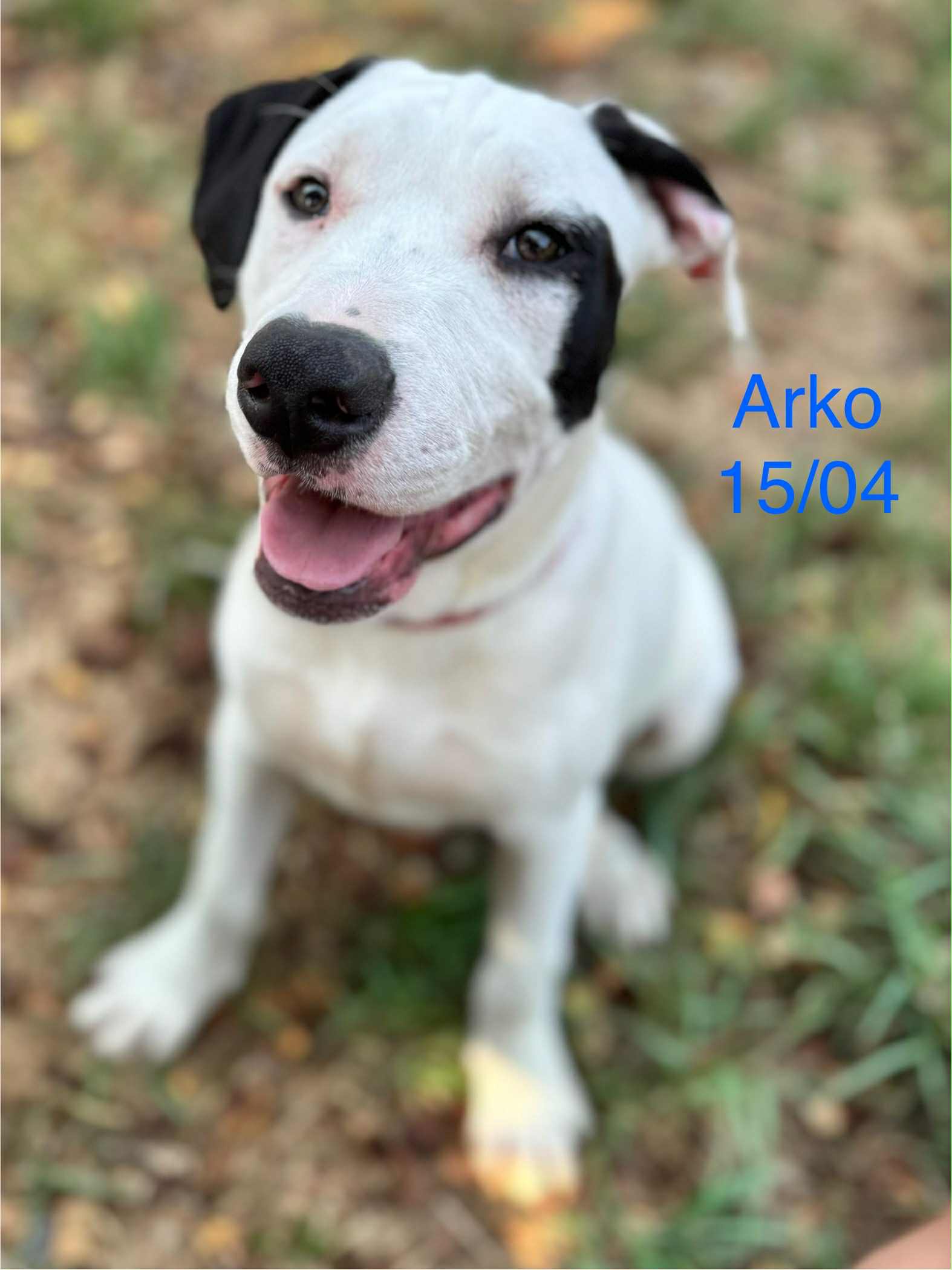 Arko photo