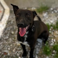 Blacky photo