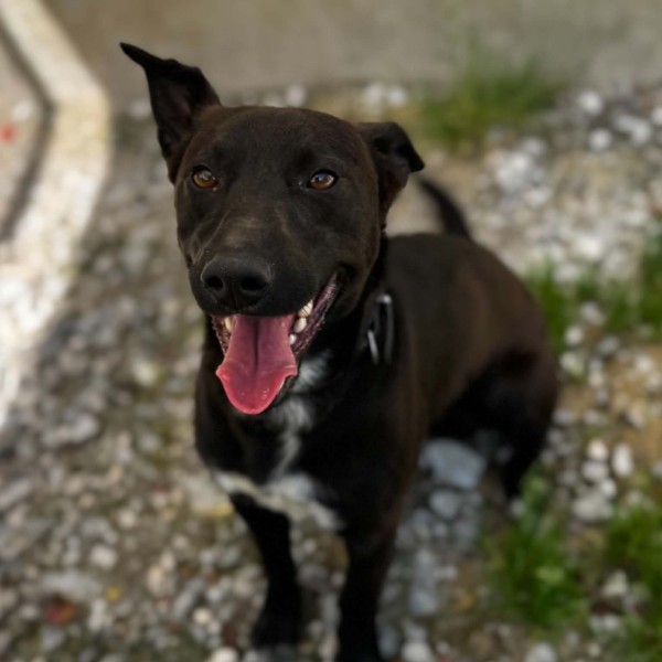 Blacky photo