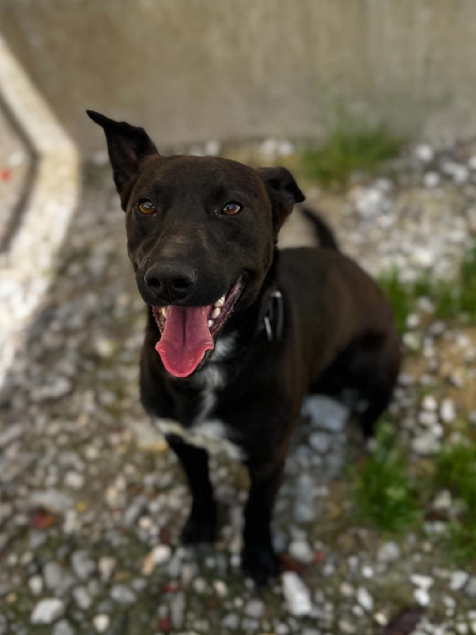 Blacky photo