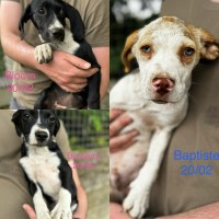 chiots photo