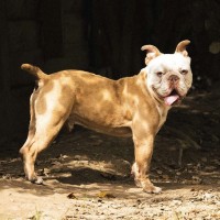 Dexter photo