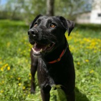 Drago photo