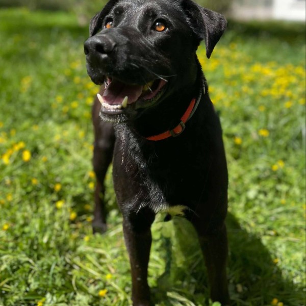 Drago photo