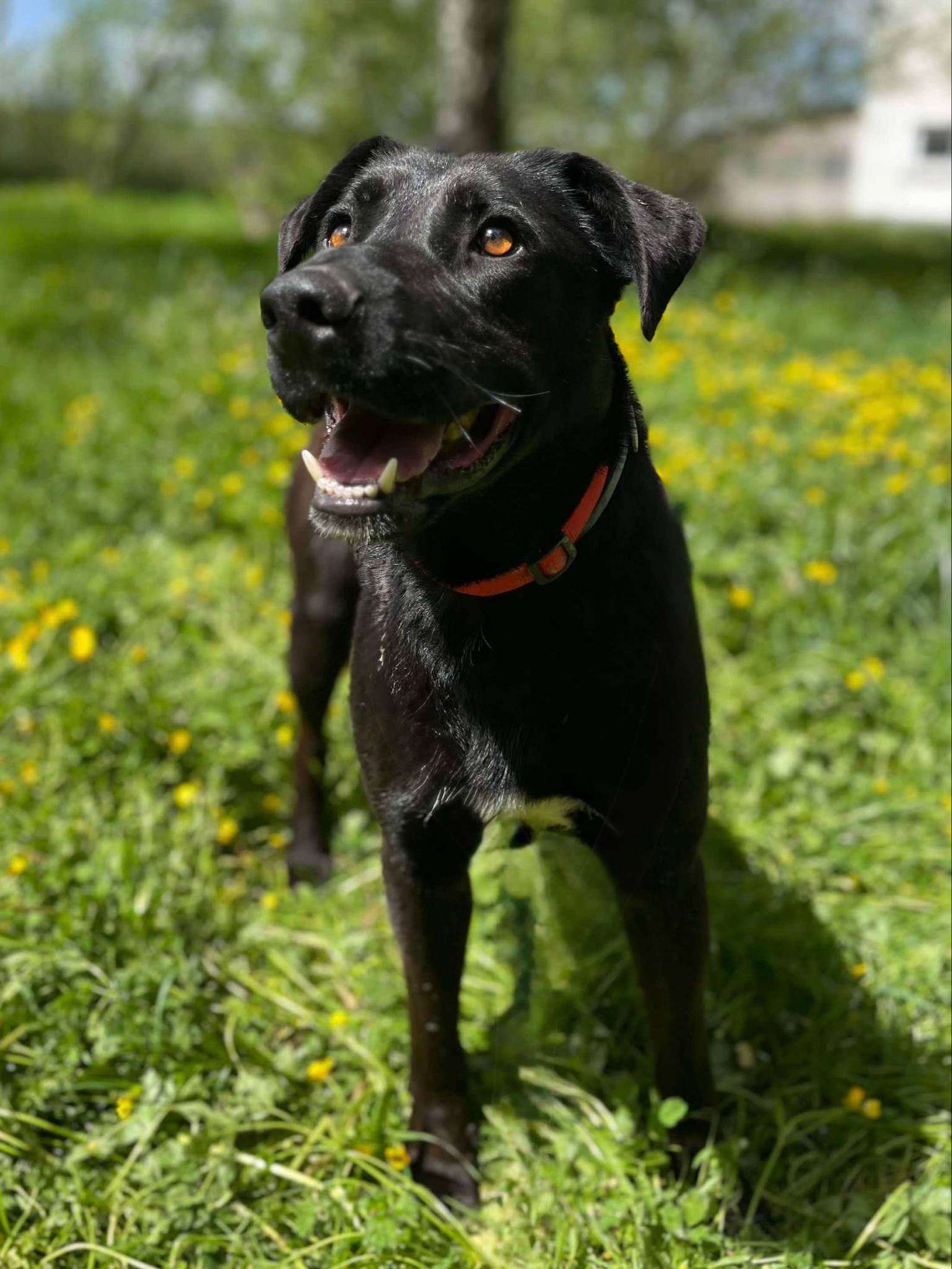 Drago photo