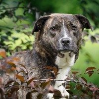 Freya photo