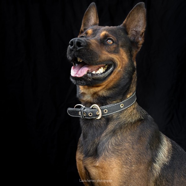 Kelpie photo
