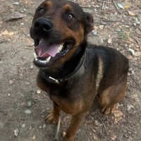 Kelpie photo