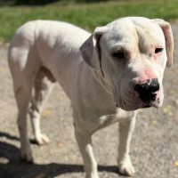 Maximus photo
