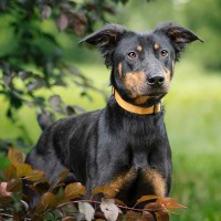 Maya photo
