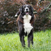 Mowgli photo