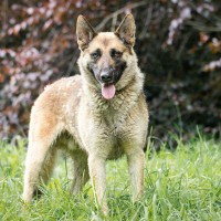 Regato photo