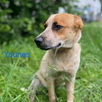 Younes photo