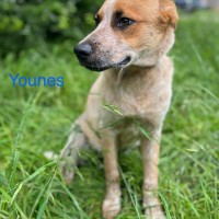 Younes photo